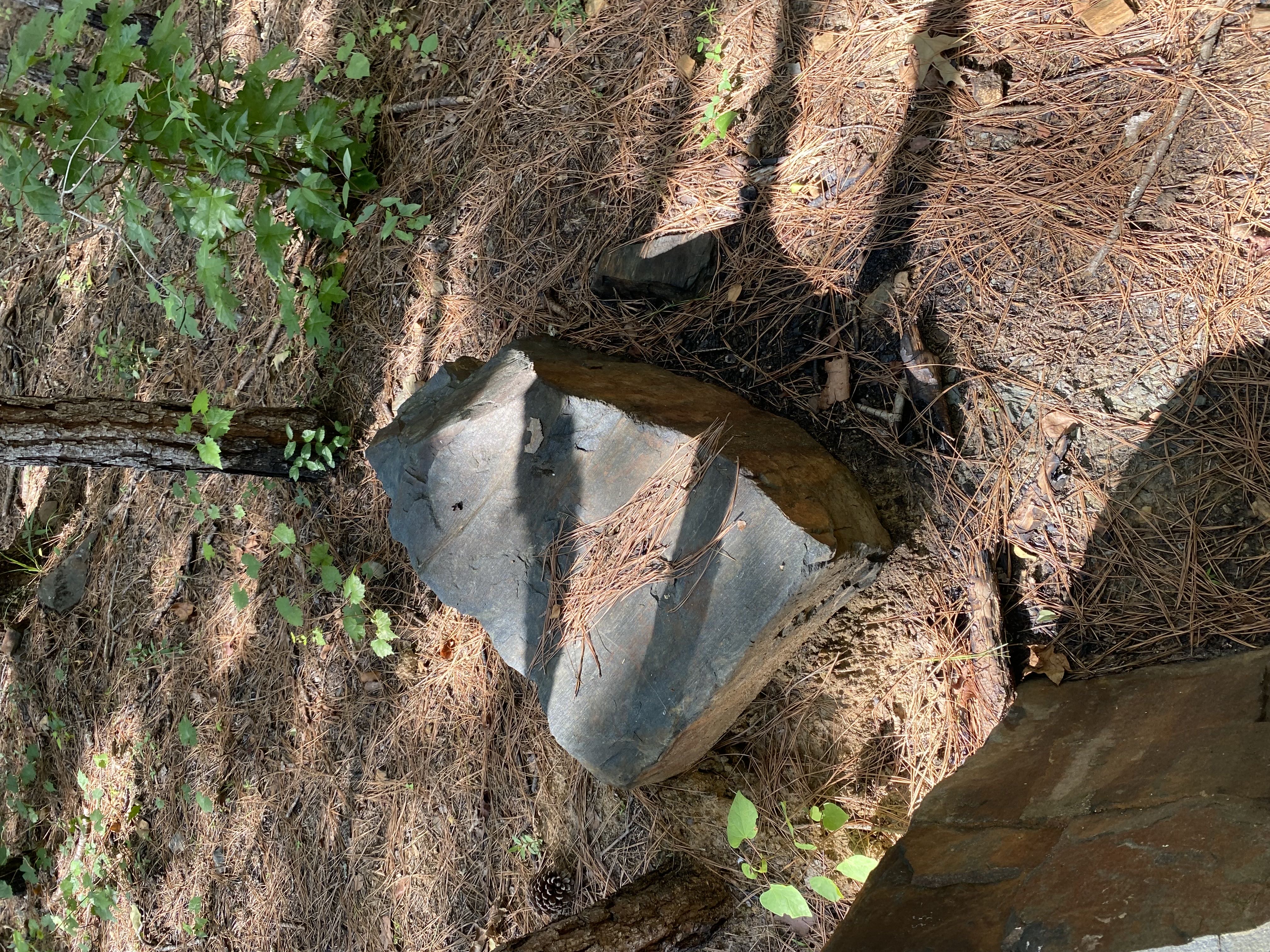 Petrified Wood Logs