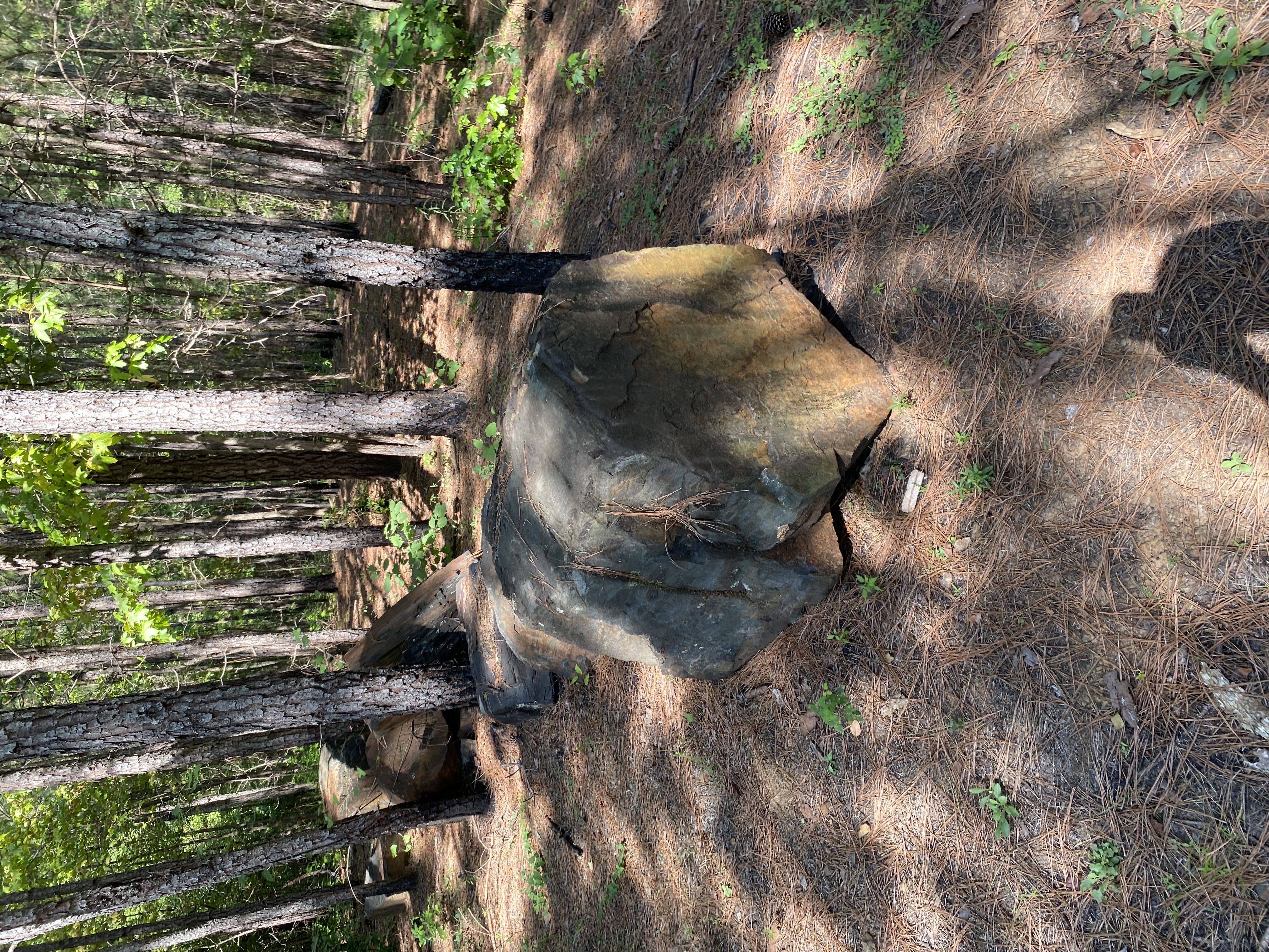 Petrified Log Decor 
